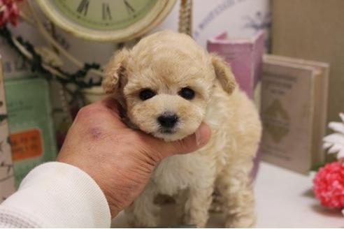 成約済の大阪府のタイニープードル-118684の3枚目